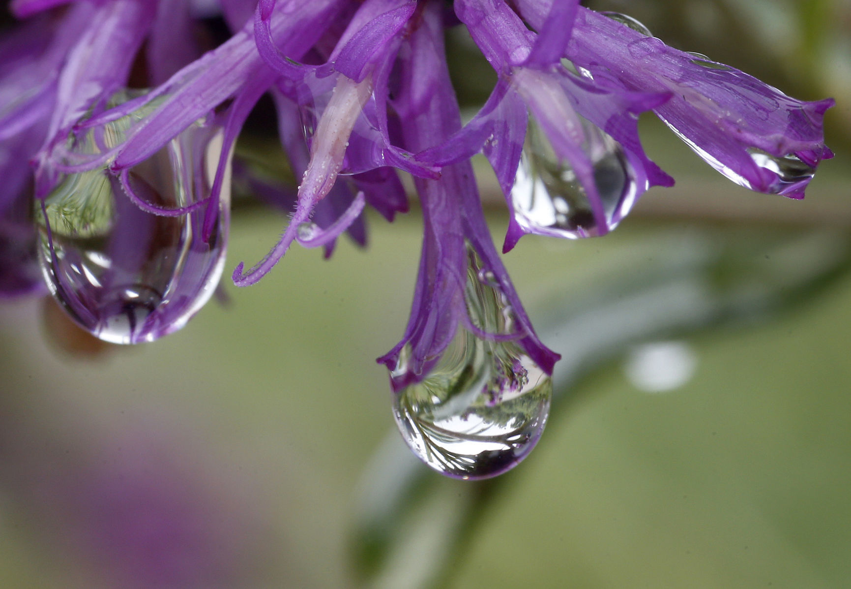 081219bp-wild-art-raindrops-2